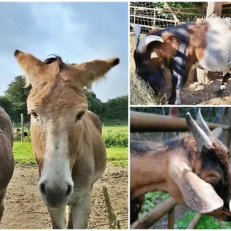 La Semondiere * Saint-Thomas-de-Courceriers