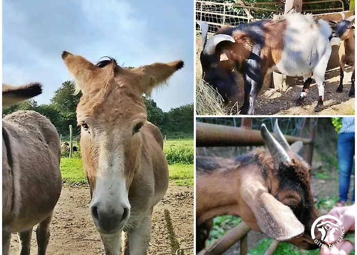 La Semondiere * Saint-Thomas-de-Courceriers
